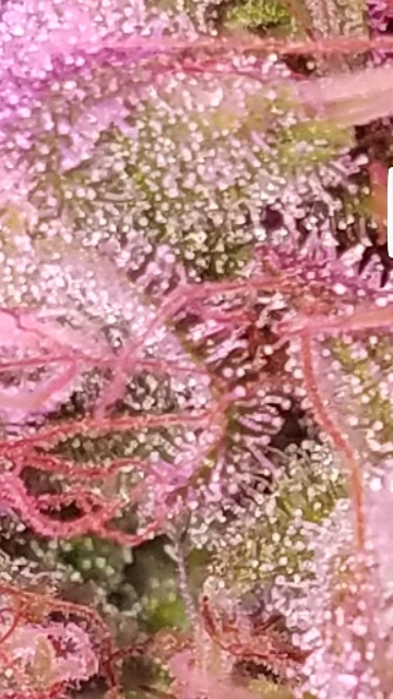CBD Glue Tide - Image 14