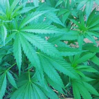 Funk Skunk