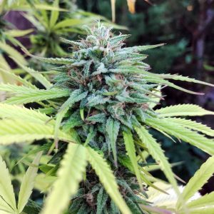 CBD Glue Tide