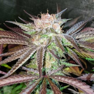 Oregon Lemon Sap