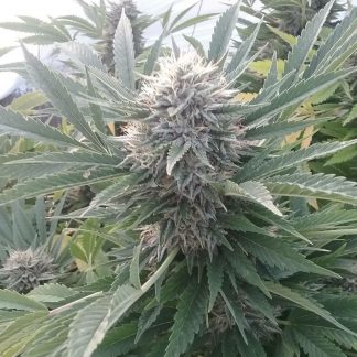 Chem's Glue