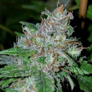 Romulan Glue