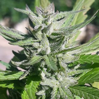 Jamaican F2