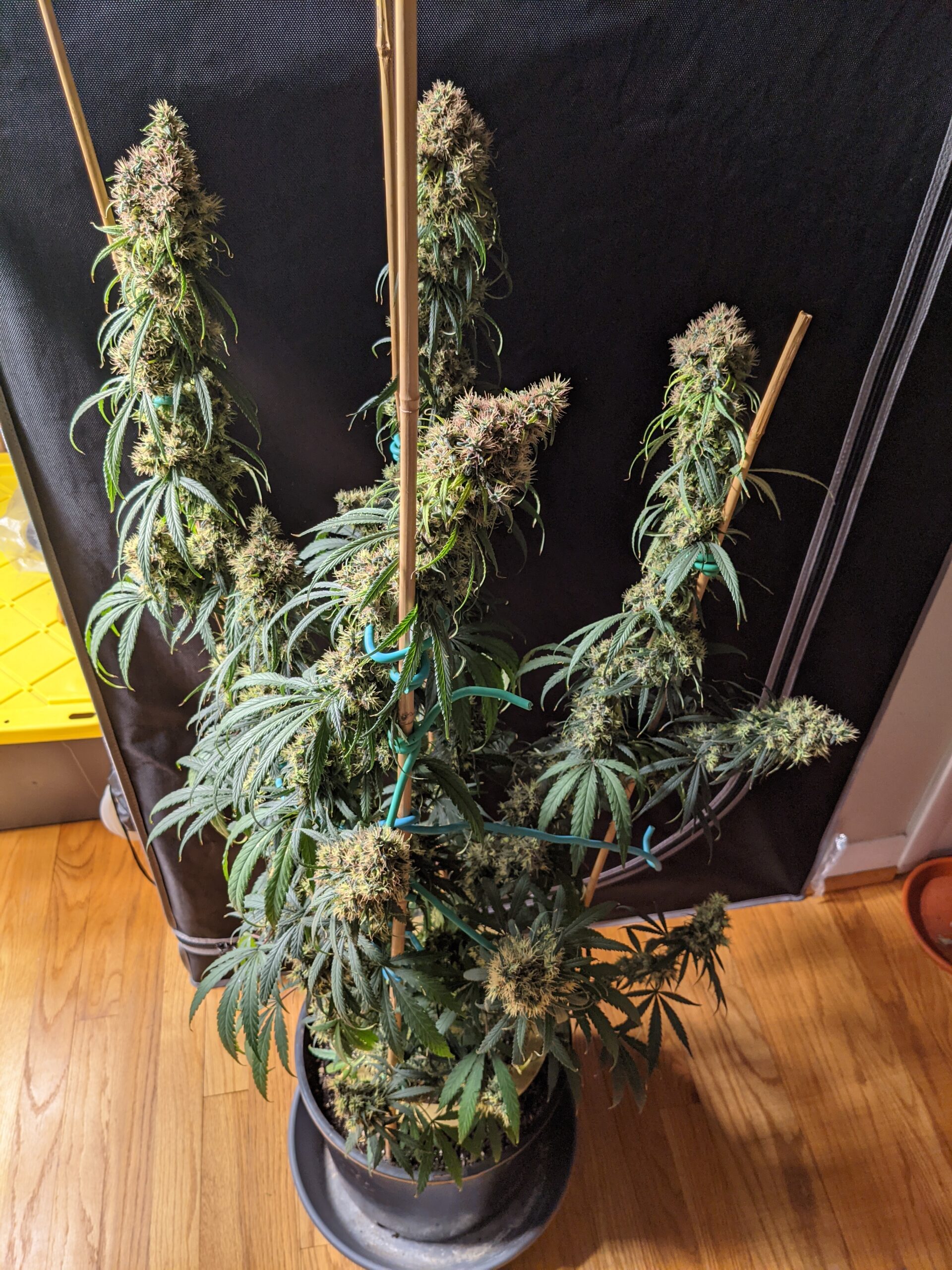 Maui Haze – Equilibrium Genetics