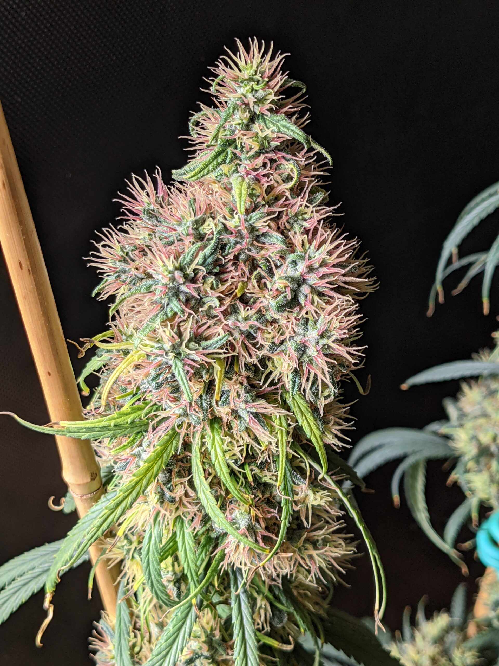 Maui Haze – Equilibrium Genetics