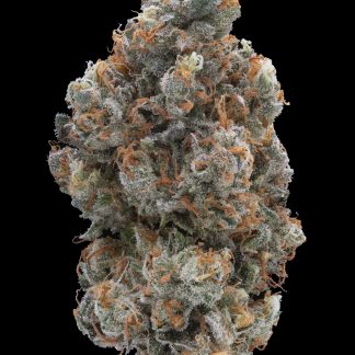 Gelato Pucker Feminized