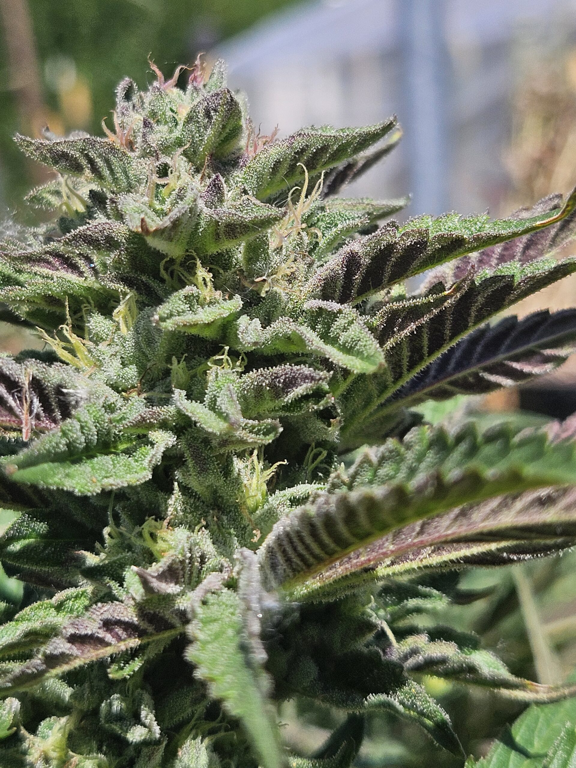 Diesel Burger Feminized - Image 2