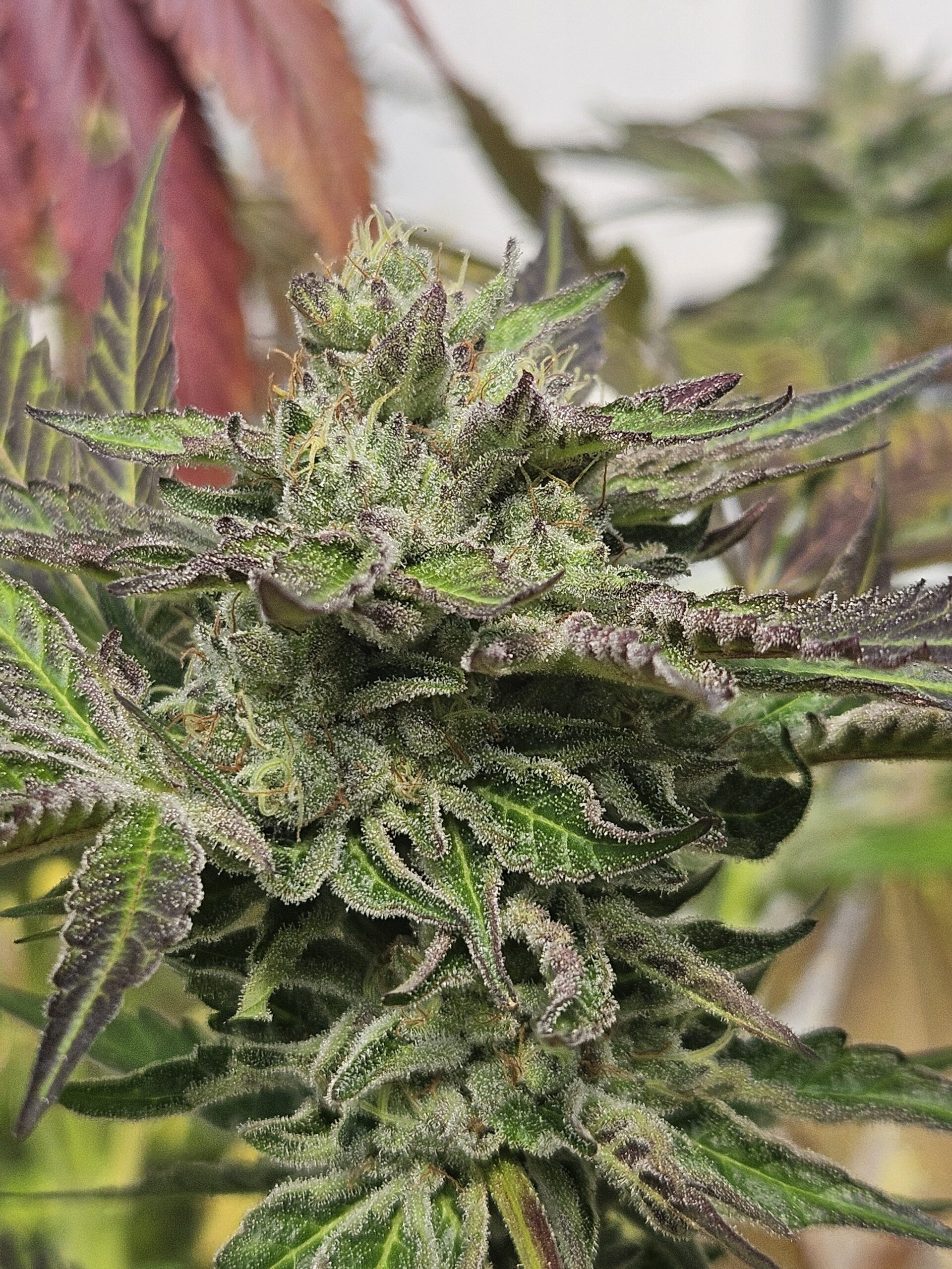 Carmel Apple Stout Feminized