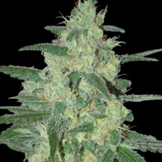 Holy Gelato Clone