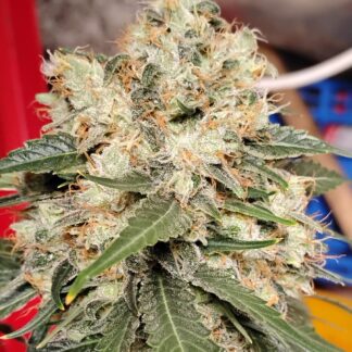 Super Sour Double Diesel