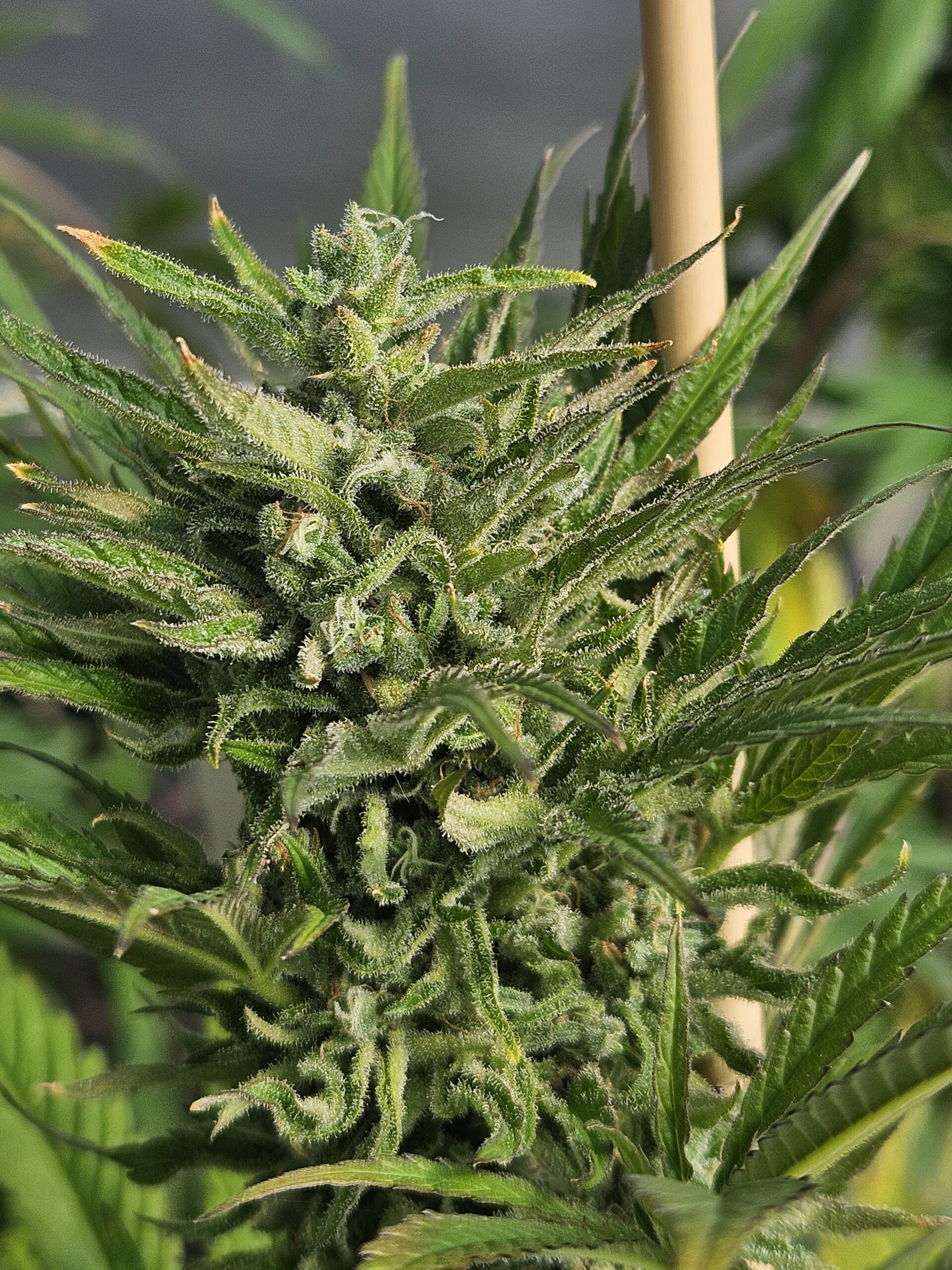 Vintage Jack Herer