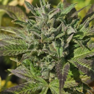 Sour Jack