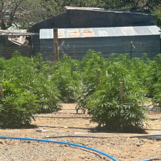 Afghani OG Feminized