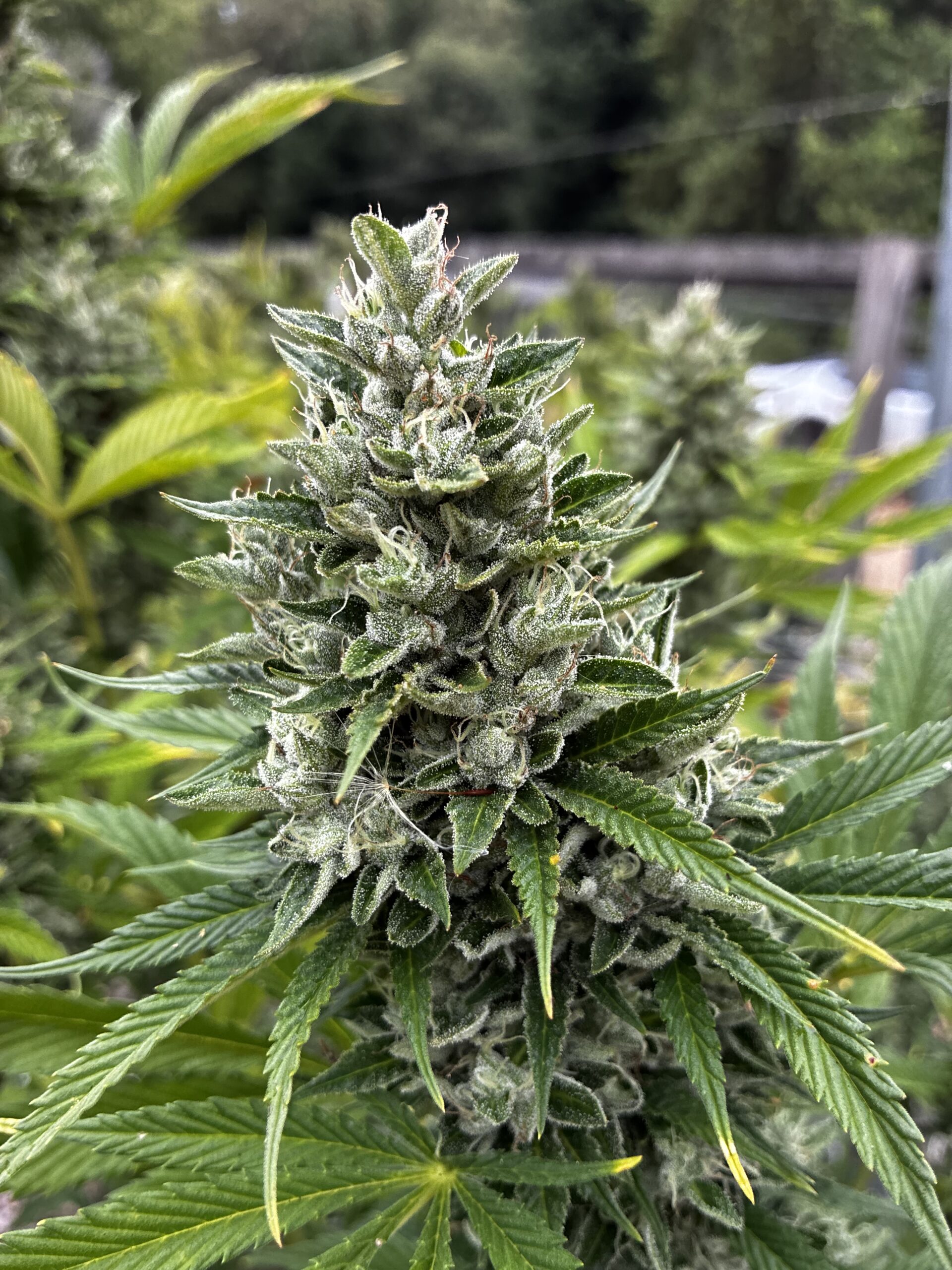 Mandarin Jillybean