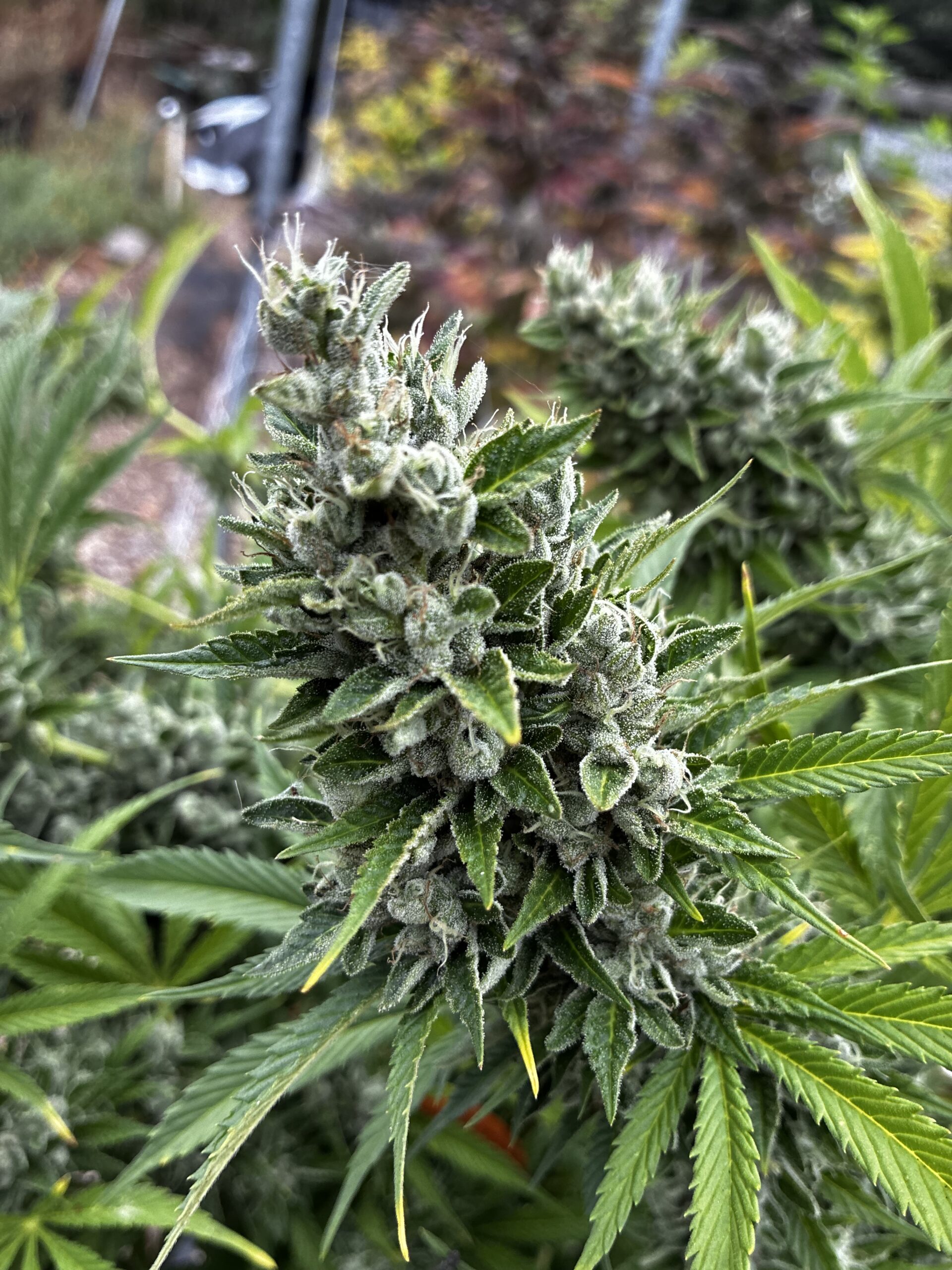 Mandarin Jillybean - Image 2