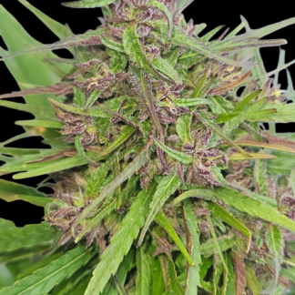 Lemon Laos